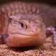 Image for article titled Global warming might make lizards super-intelligent
